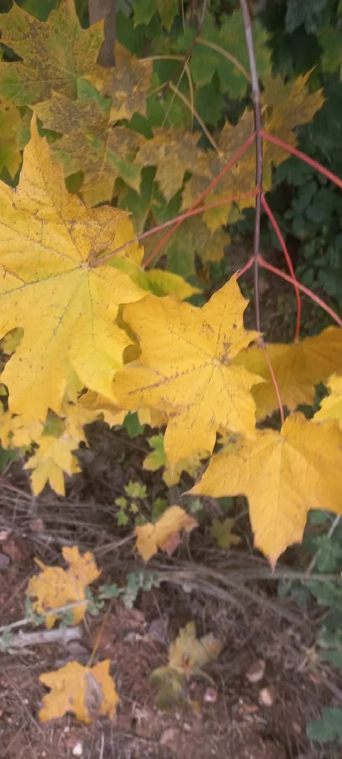Ödemiş'te İlginç Olay: Şehrin Gündemi
